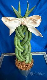 Piante sansevieria cylindrica