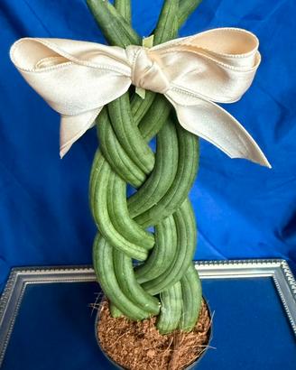 Piante sansevieria cylindrica