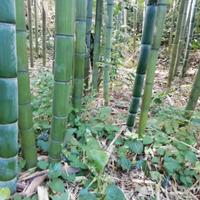 Pali bambu