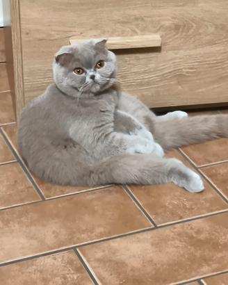 Scottish Fold