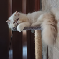 Gatti persiani originali