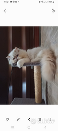 Gatti persiani originali