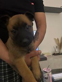Cuccioli di Pastore Belga Malinois