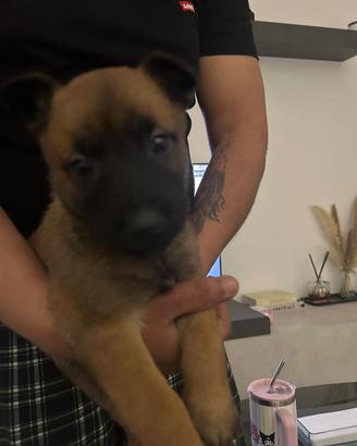 Cuccioli di Pastore Belga Malinois