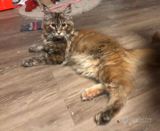 Maine Coon Femmine con pedigree