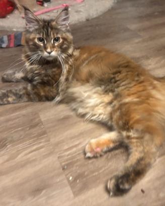 Maine Coon Femmine con pedigree