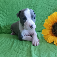Amstaff cuccioli American Staffordshire Terrier