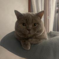 British Shorthair per accoppiamento