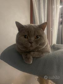 British Shorthair per accoppiamento