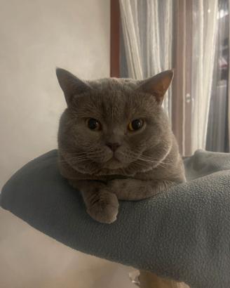 British Shorthair per accoppiamento
