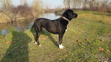 Pastore Asia Centrale-Alabay