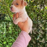 Jack russell nani zampa corta femmine