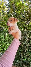 Jack russell nani zampa corta femmine