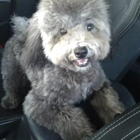 Monta Barboncino Toy Silver Maschio