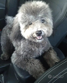 Monta Barboncino Toy Silver Maschio