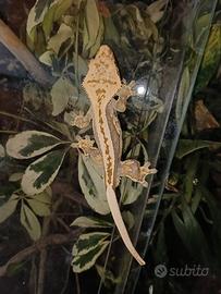 geco ciliatus