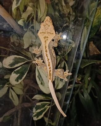 geco ciliatus