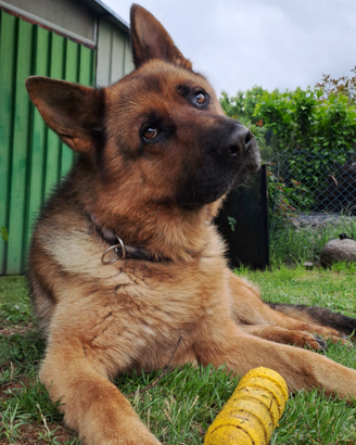 Pastore Tedesco per accoppiamento