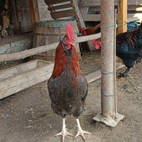 Galli da riproduzione