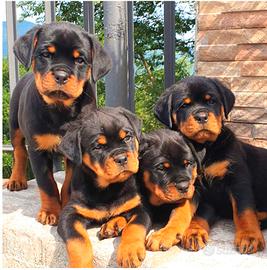Rottweiler cuccioli