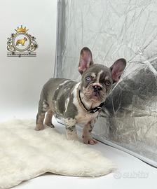 Super maschietto bulldog francese Lilac merle