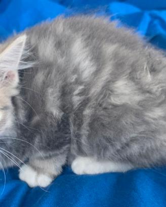 Gatto siberiano cucciolo con pedigree