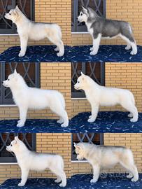Husky