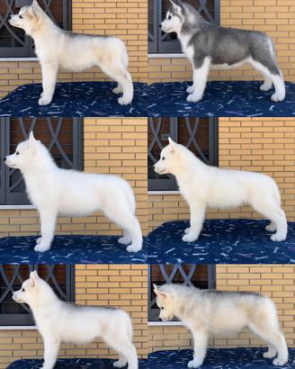 Husky