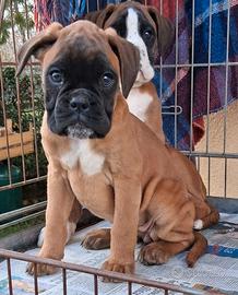 Boxer cuccioli
