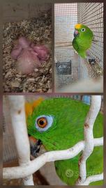 Amazzone fronte gialla