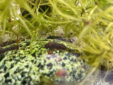 Pesci Ancistrus