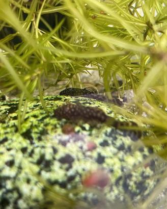 Pesci Ancistrus