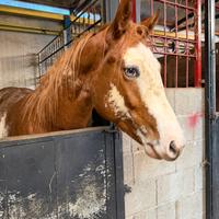 Puledro da morfologia Paint Horse