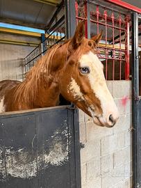 Puledro da morfologia Paint Horse