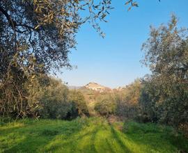 TERRENO AGRICOLO Guidonia Montecelio (R