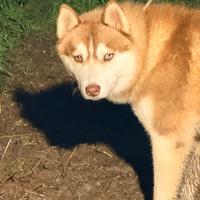 Husky siberian