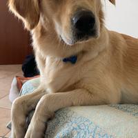 Golden Retriever maschio per accoppiamento