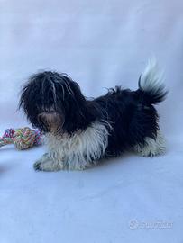 Shih Tzu