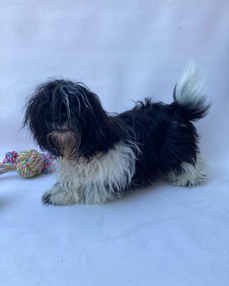 Shih Tzu