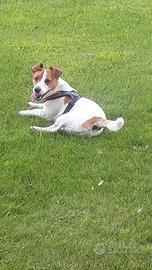 Jack Russell Maschio 6 anni pronto x cucciolata?