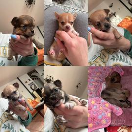 5 cuccioli di chihuahua maschi