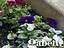 Immagine 18