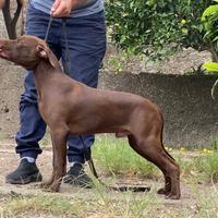 American pit bull terrier