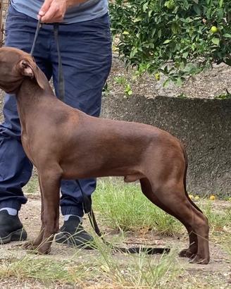 American pit bull terrier