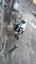 Capretto giovane