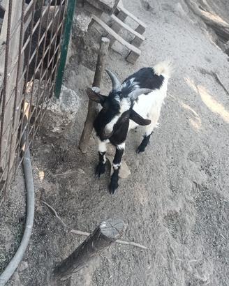 Capretto giovane