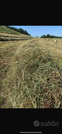 Fieno di collina