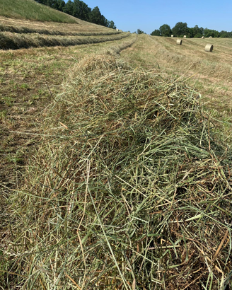 Fieno di collina