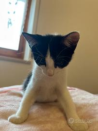 Gattino piccolo