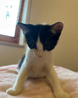 Gattino piccolo